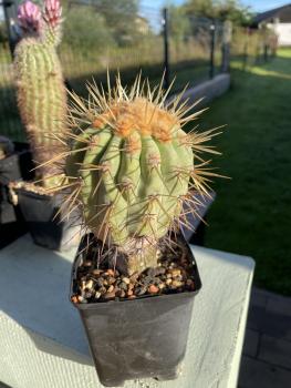 Copiapoa cinerea haseltoniana
